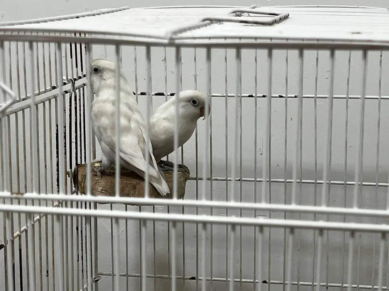 جفت عروس هلندی و کوتوله|پرنده|زرند, |دیوار