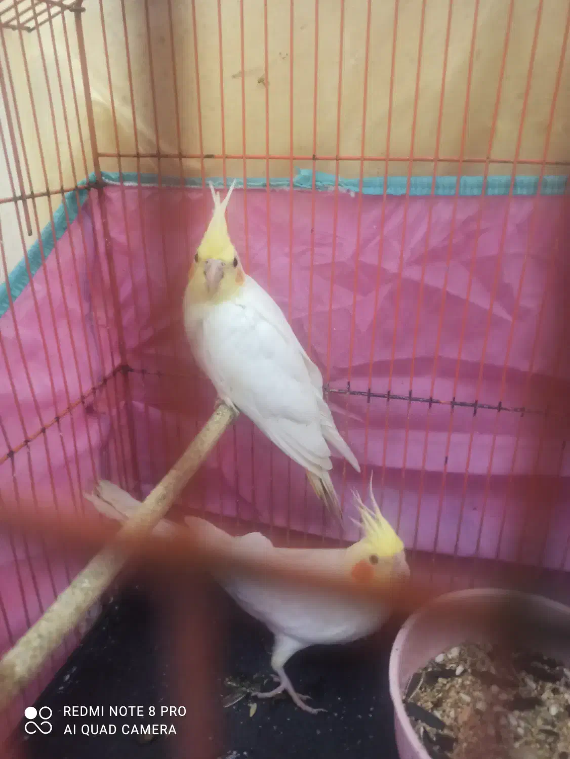 جوجه عروس هلندی سه ماهه|پرنده|بندر ماهشهر, |دیوار