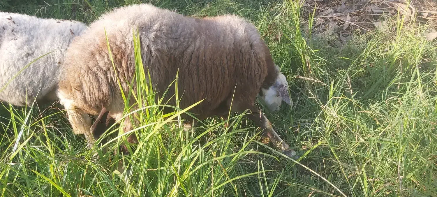 گوسفند میش آبستن داشتی جنس دار تاب افشار|حیوانات مزرعه|دابودشت, |دیوار