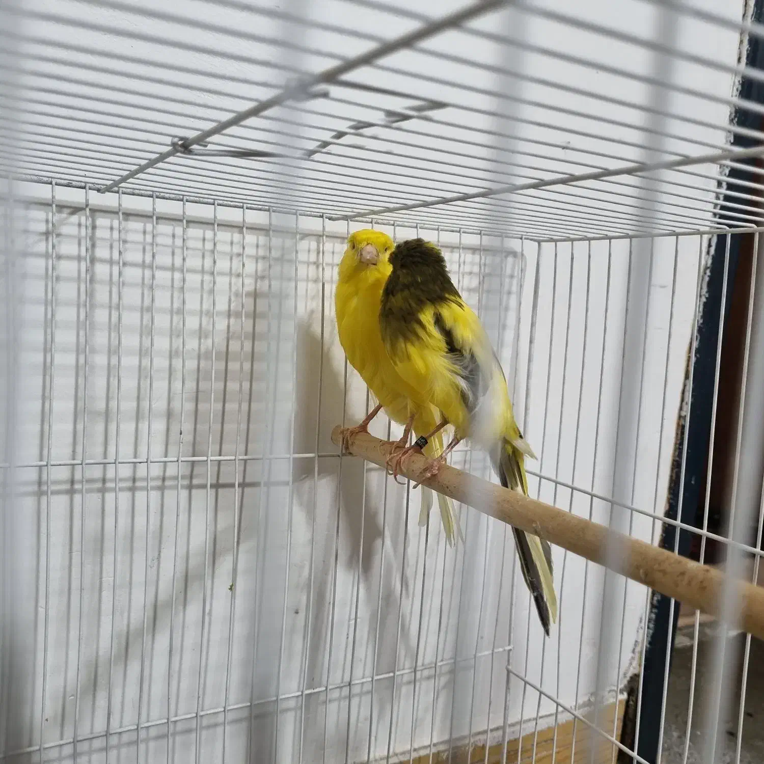 یک جفت قناری سوپر|پرنده|شاندیز, |دیوار