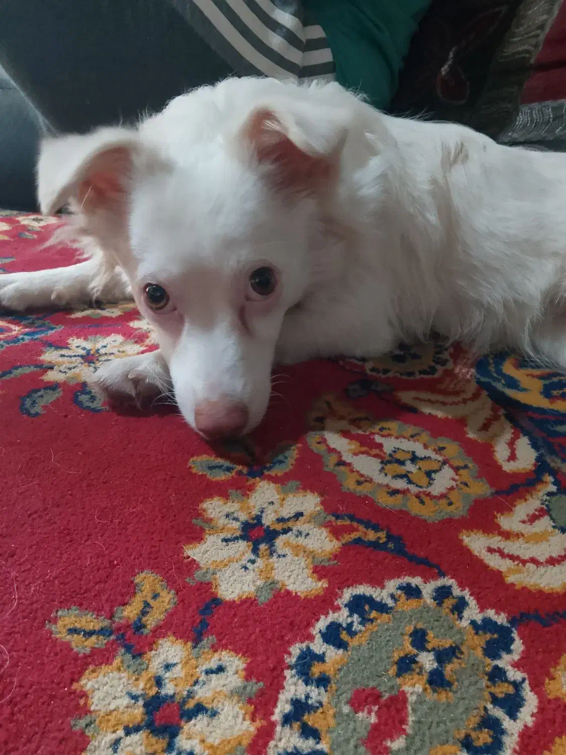 سگ اشپیتژ هندی چشم زرد|سگ|بندرعباس, |دیوار