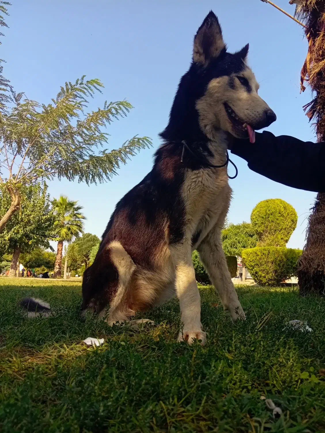 هاسگی|سگ|گنبد کاووس, |دیوار