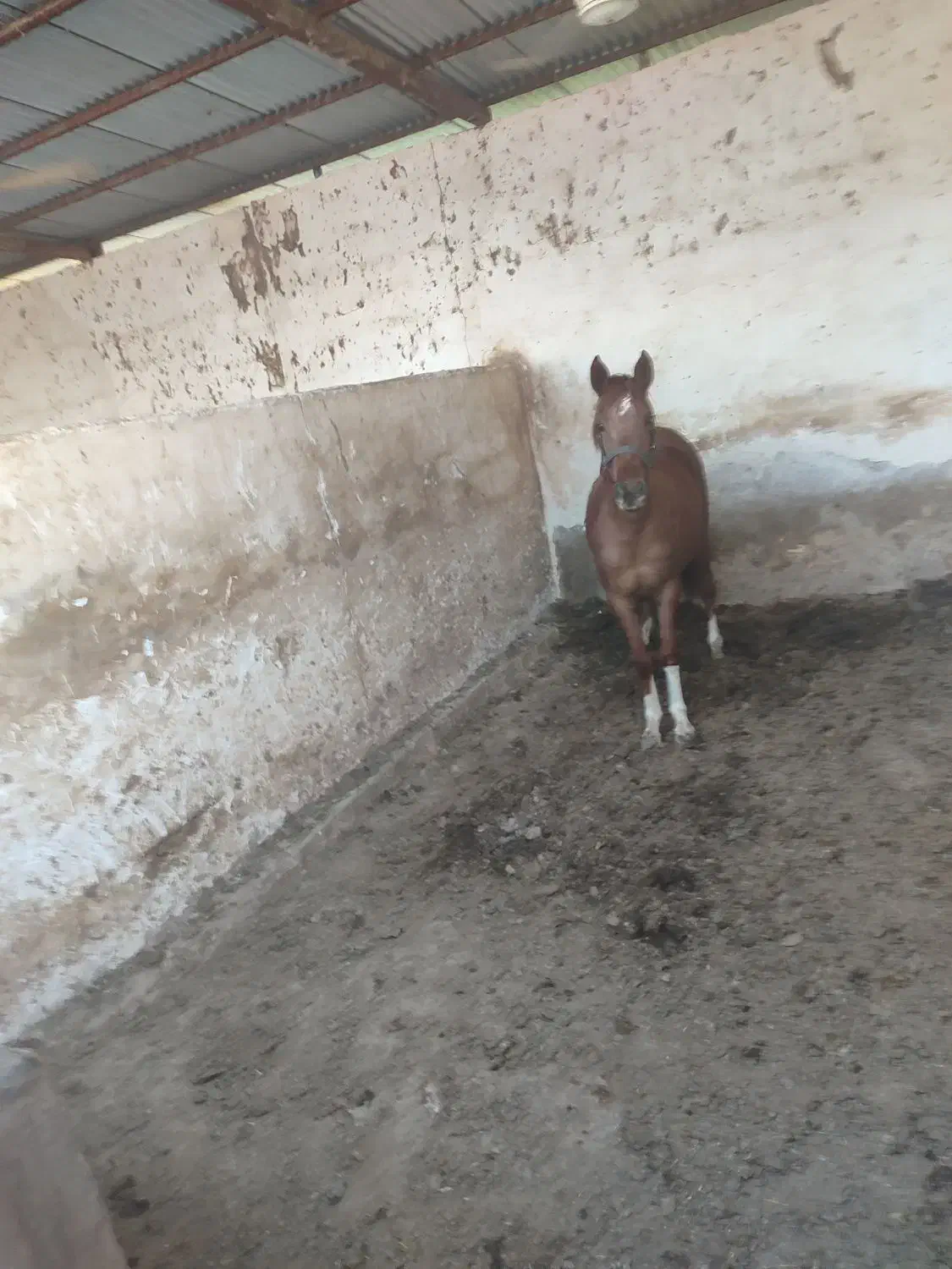 فروش مادیان خالص ایرانی(عرب)|اسب و تجهیزات اسبسواری|اهواز, فاز ۱ پادادشهر|دیوار