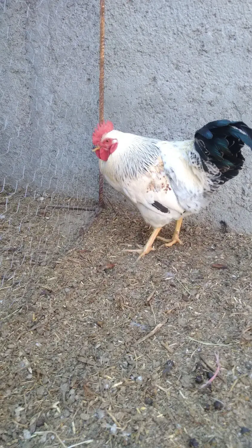 پنج خروس چاق و بزرگ|حیوانات مزرعه|سراب, |دیوار