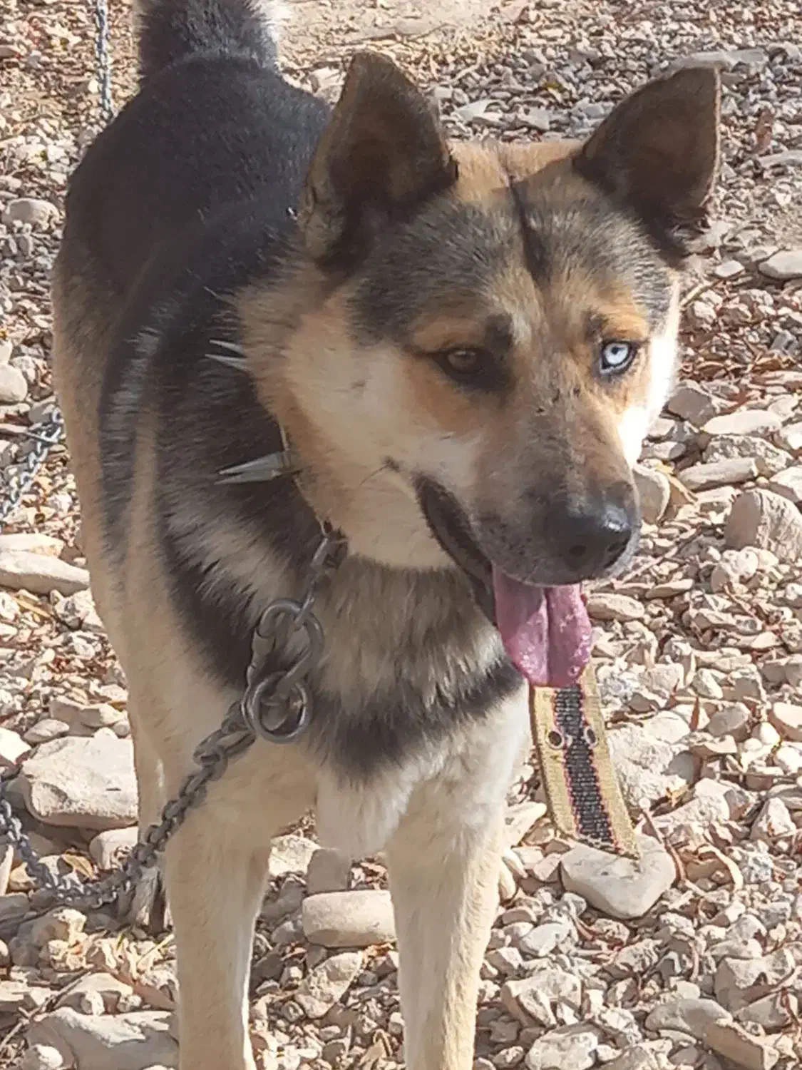 سگ ژرمن هاسکی نگهبان|سگ|فیروزکوه, |دیوار