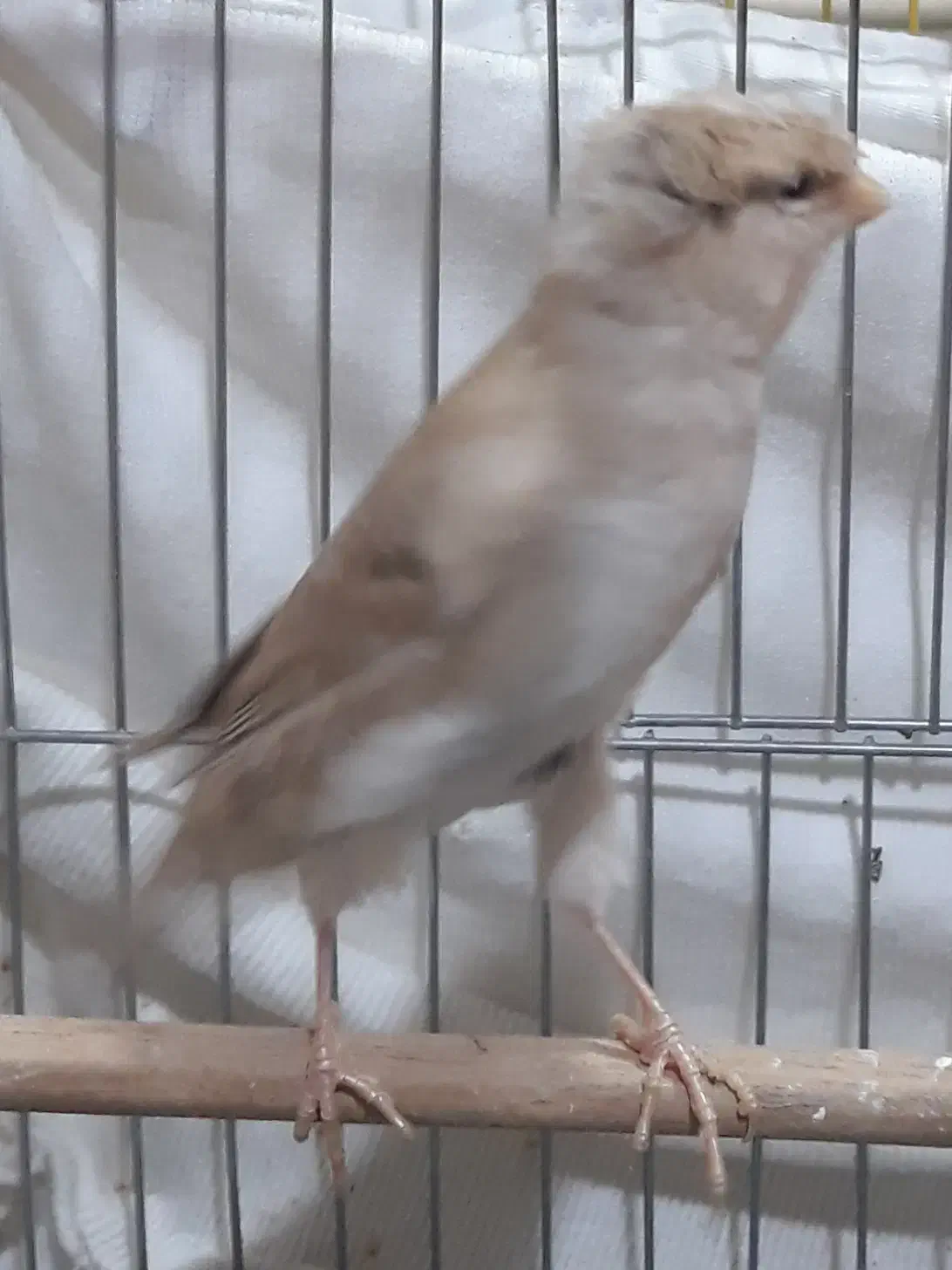 فروش دو قناری گلستر نروماده|پرنده|محمدیه-قزوین, |دیوار