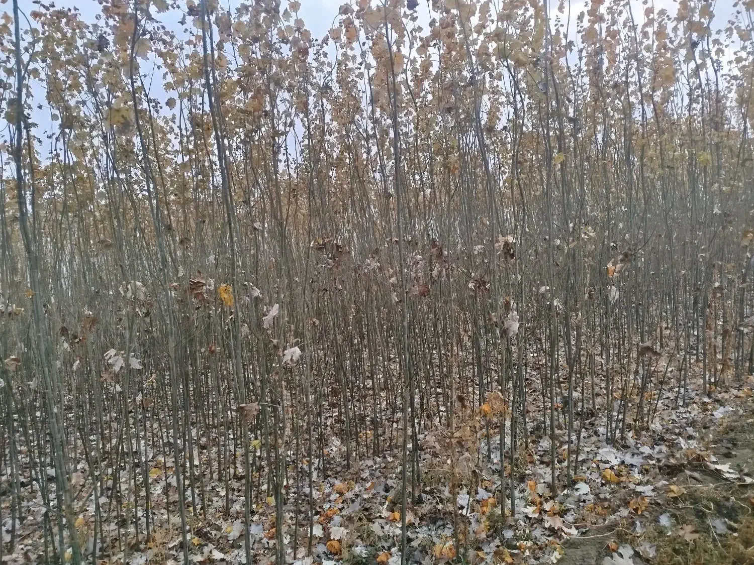 نهالستان کاظمی|خدمات باغبانی و درختکاری|سلماس, |دیوار