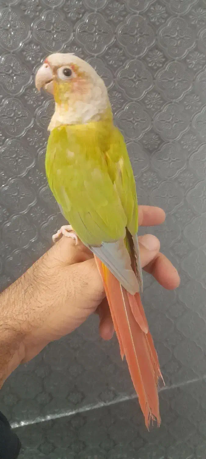 طوطی اهلی و بغلی بوس میده|پرنده|تبریز, |دیوار