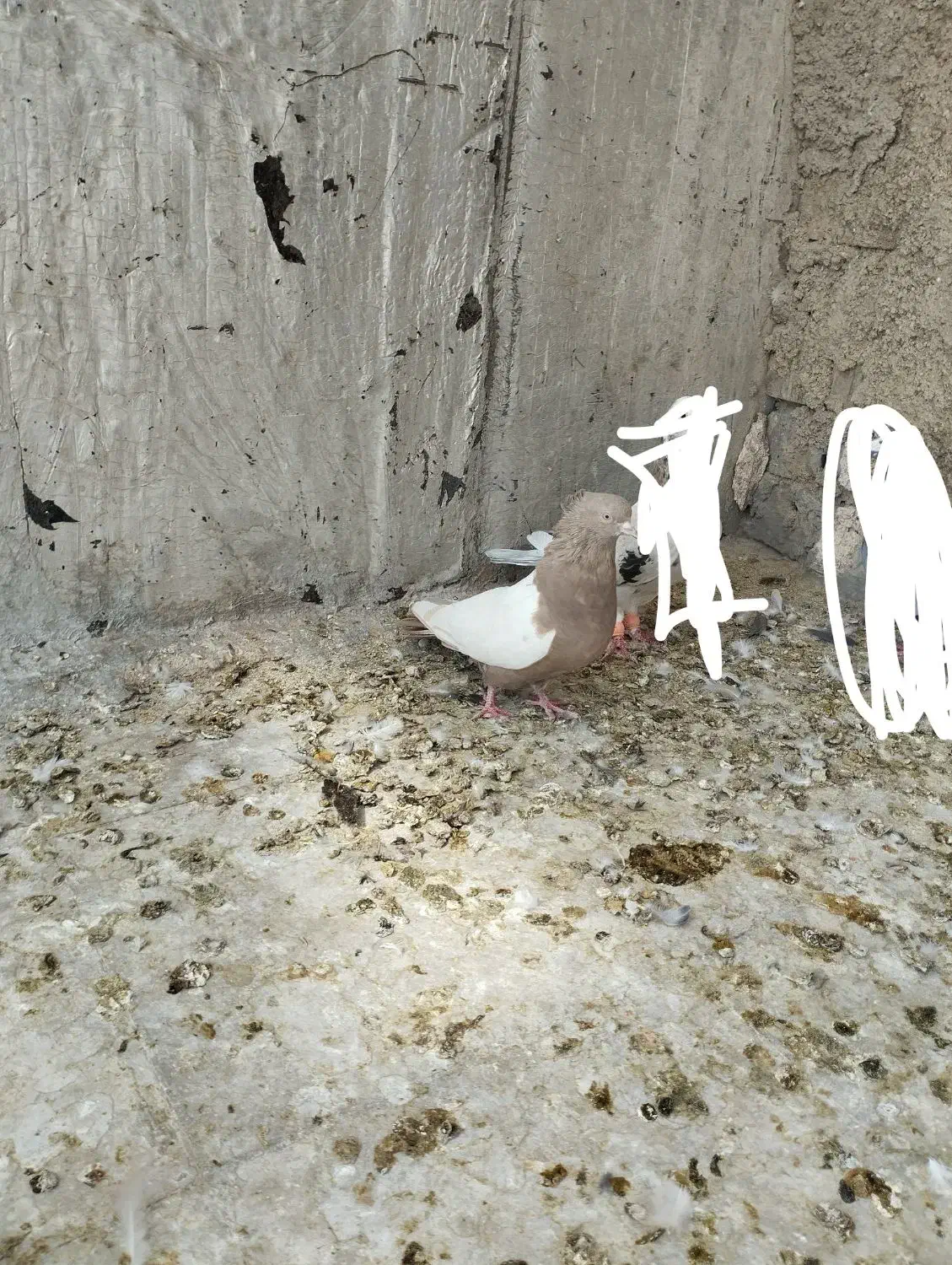 سینه قهوه ای ماده دوکت شیر|پرنده|شیراز, کوشک میدان|دیوار