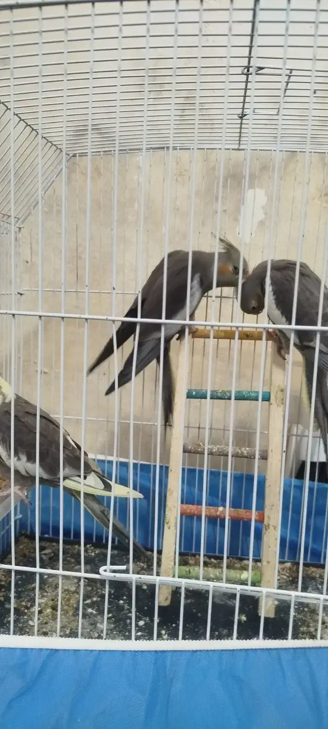 عروس هلندی|پرنده|لاهیجان, لیالستان|دیوار