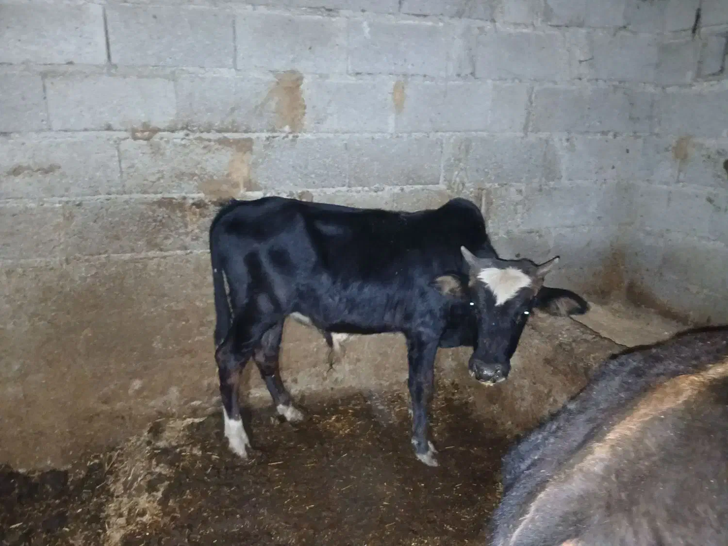ورزا کوله گاو شکمدار|حیوانات مزرعه|رشت, حومه رشت|دیوار
