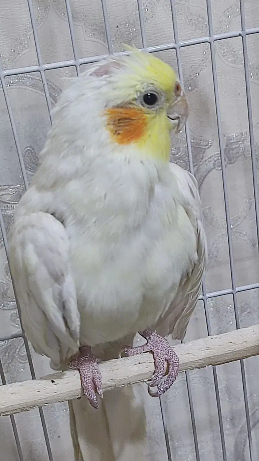 عروس هلندی|پرنده|اهر, |دیوار