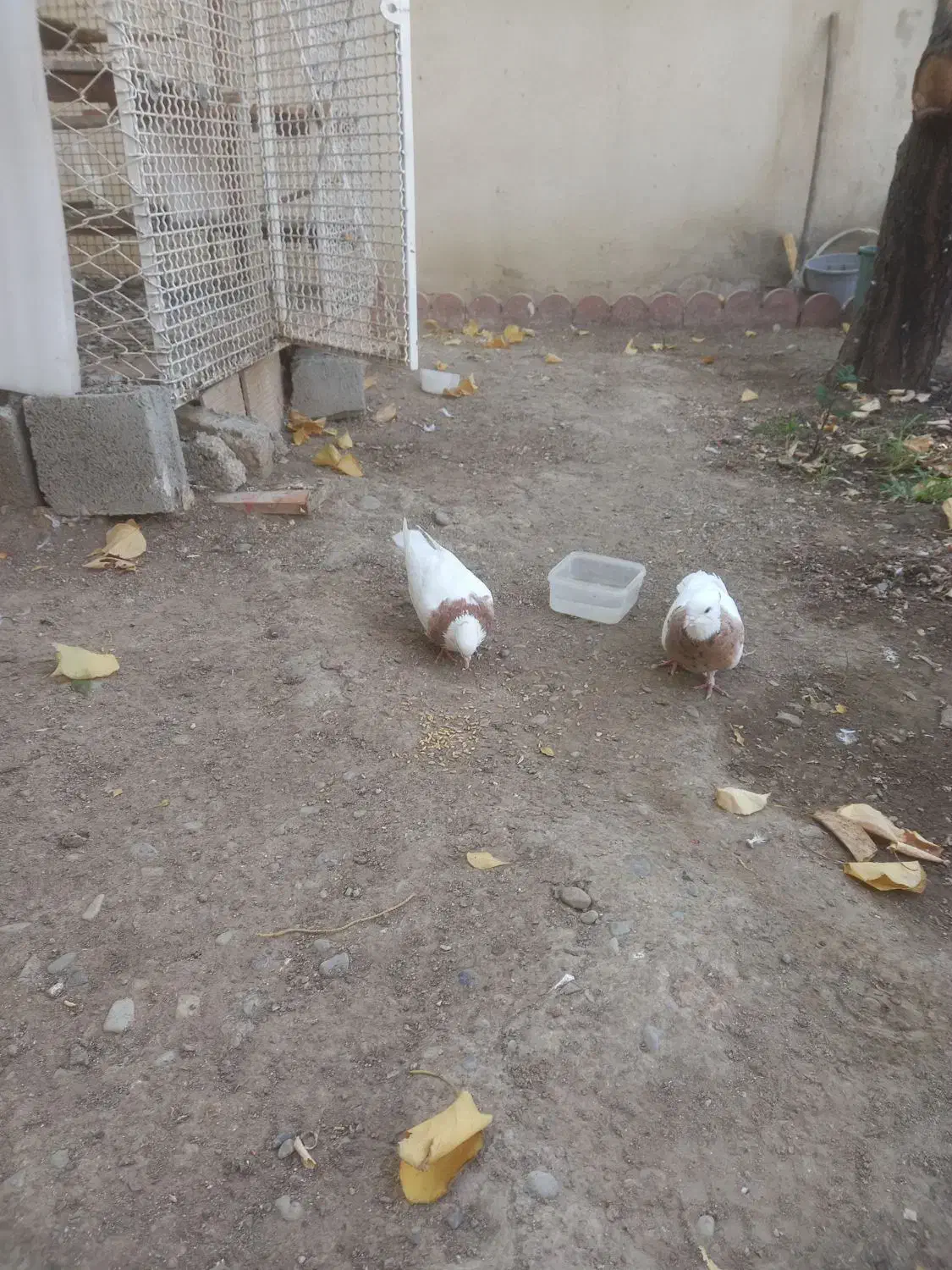 کبوترطوقی|پرنده|شهریار, شهریار|دیوار