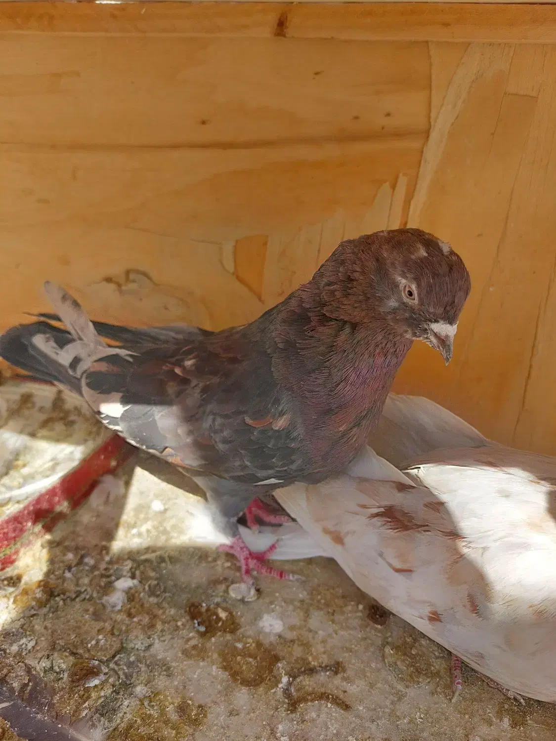 کبوتر|پرنده|کرج, فاز ۲ مهرشهر|دیوار