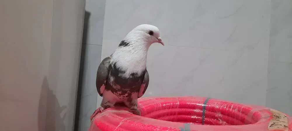 کفتر خوشگل|پرنده|رضوانشهر, |دیوار