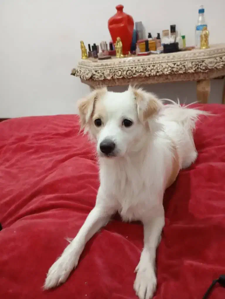 واگذاری سگ اشپیتز ژاپنی «رایگان»|سگ|پردیس, فاز ۱۱|دیوار