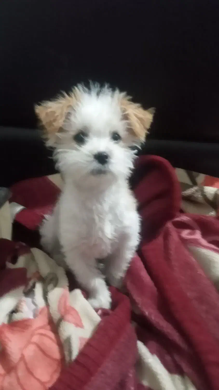 سک ۸ماه|سگ|اردبیل, |دیوار