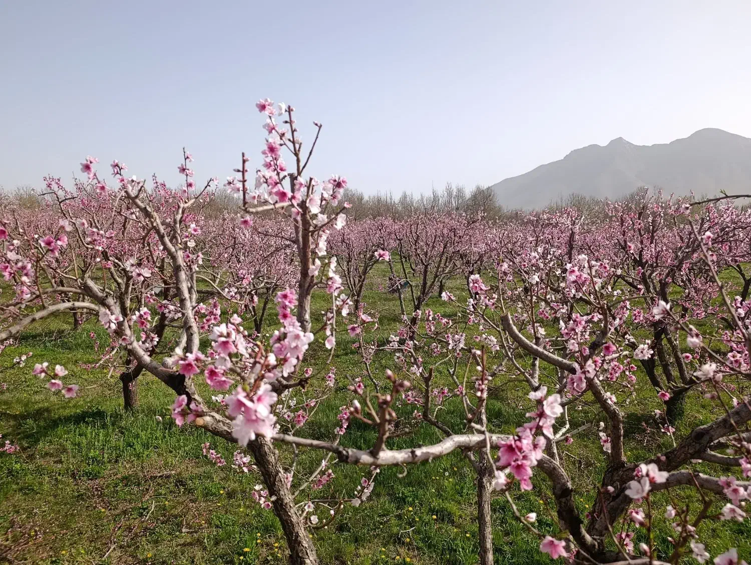 هرس درخت میوه|خدمات باغبانی و درختکاری|قره چای, |دیوار