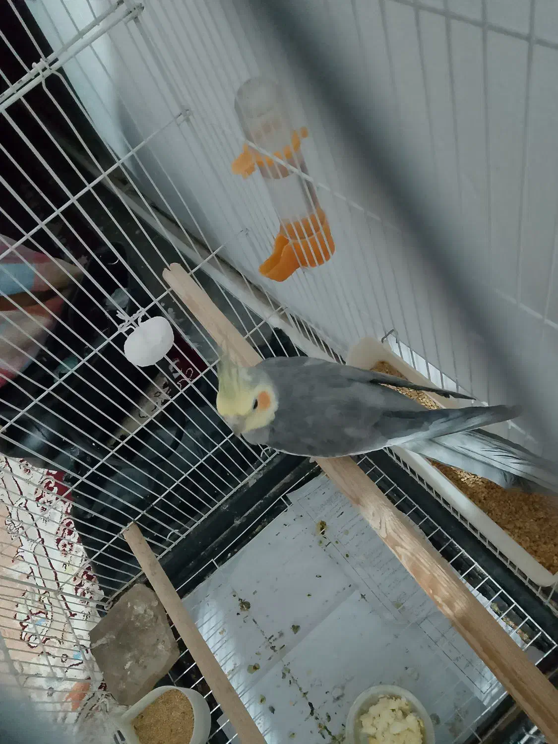 عروس هلندی|پرنده|نیر (اردبیل), |دیوار