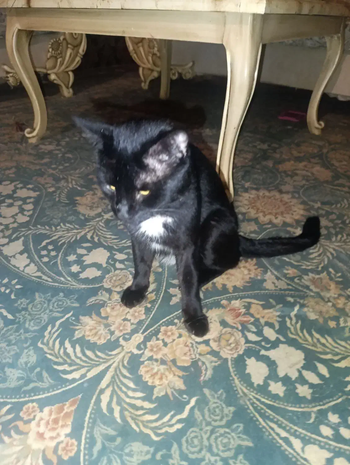 گربه اهلی وخونگی|گربه|بجنورد, |دیوار