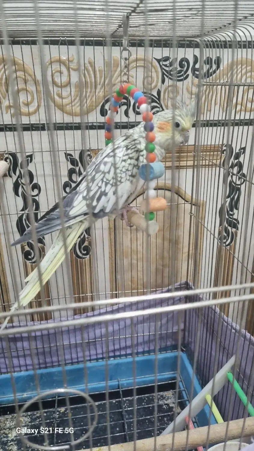 عروس آهویی نر|پرنده|گلستان (تهران), |دیوار