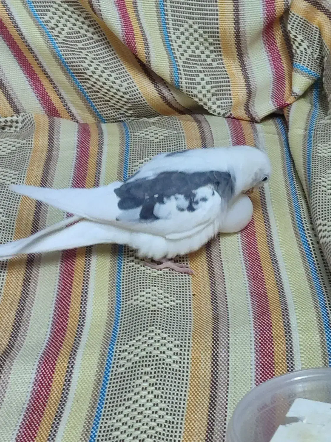 طوطی عروس آلبینو دوکت گمشده|حیوانات|قم, باسکول|دیوار