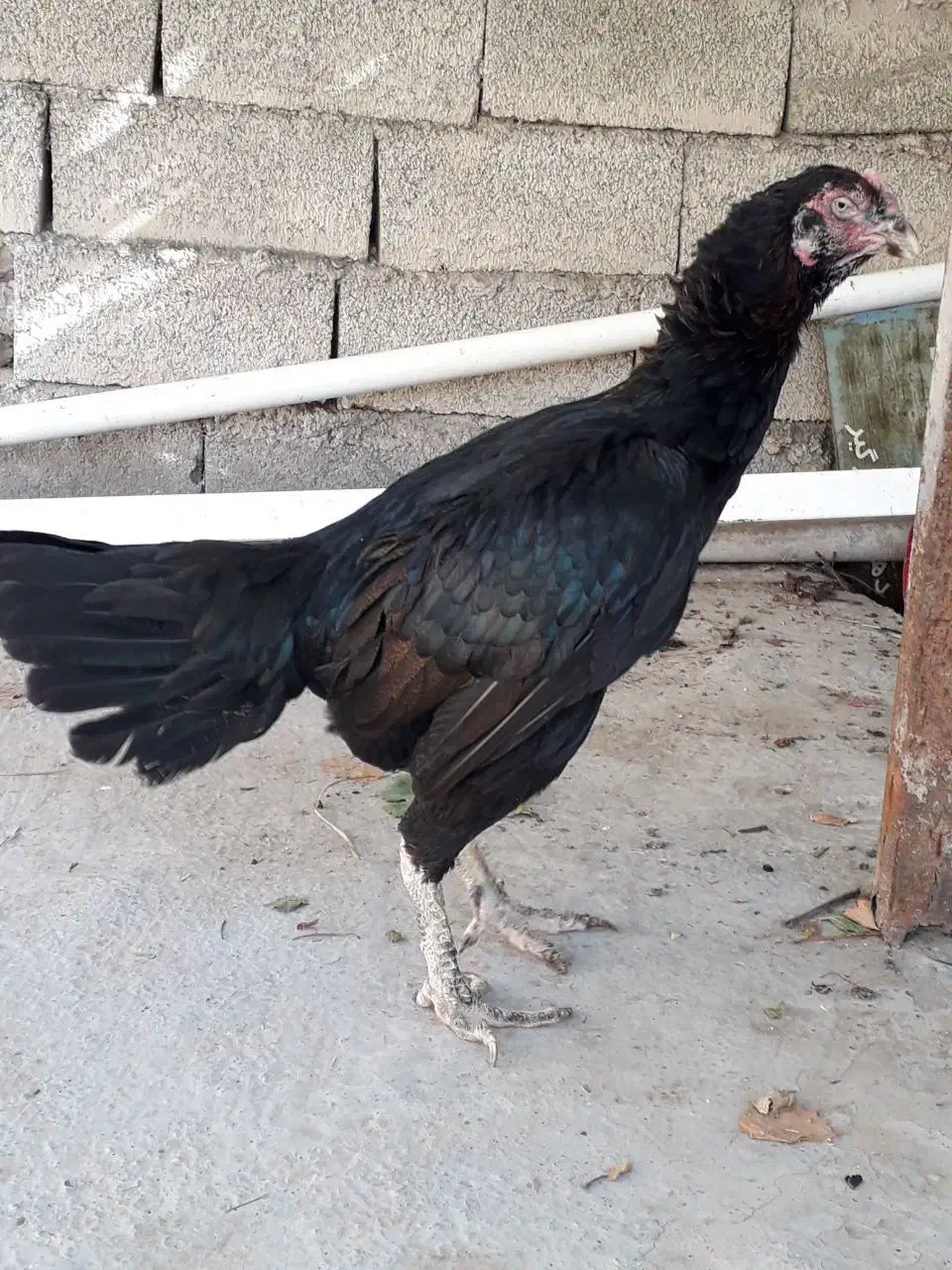 جوجه خروس لاری|پرنده|مینودشت, |دیوار
