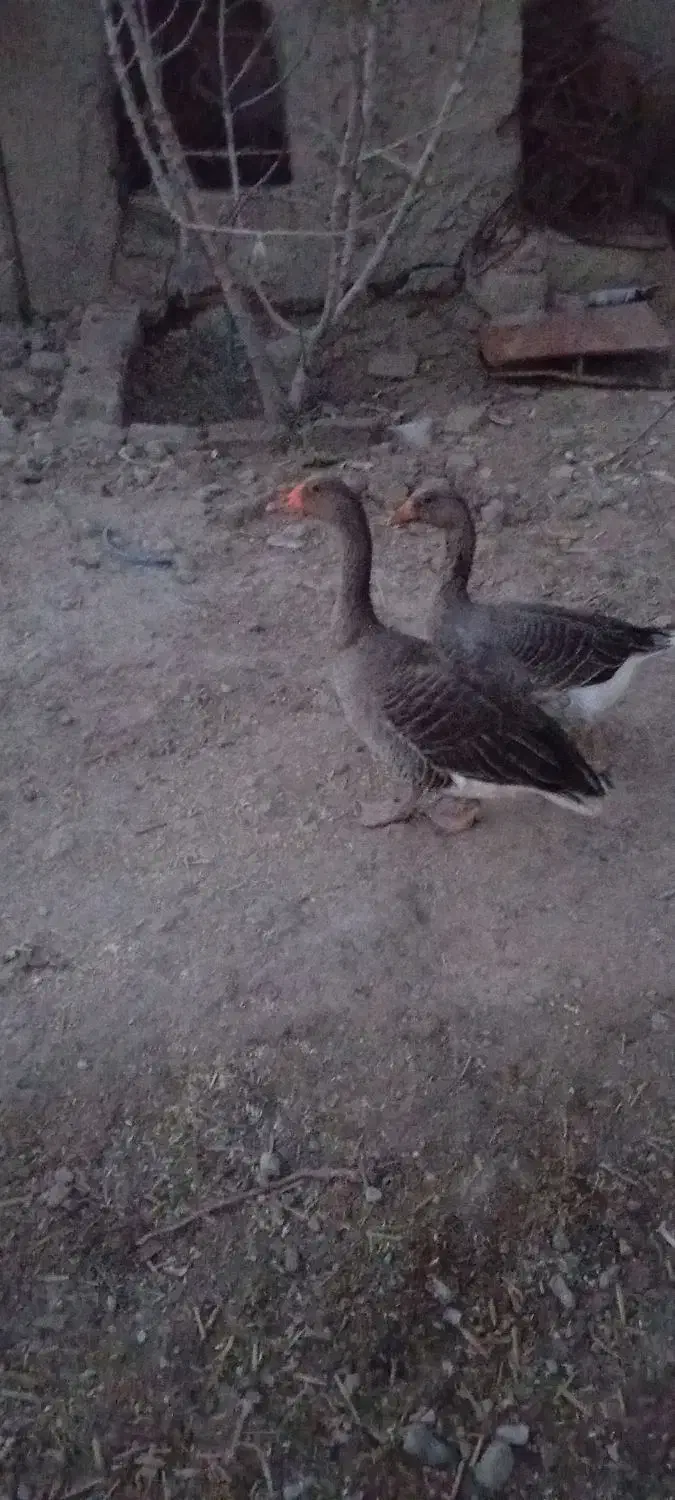 غاز|حیوانات مزرعه|نیمروز, |دیوار