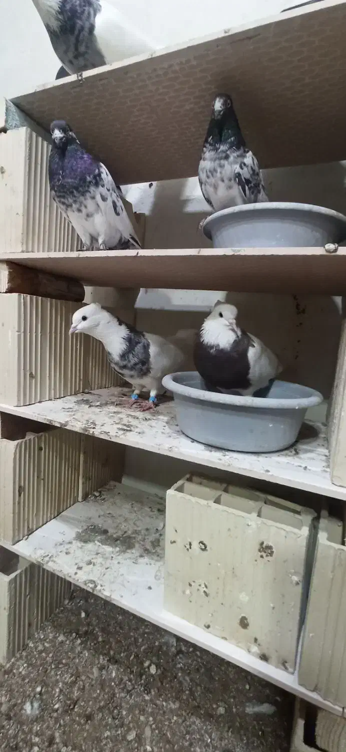 طوقی پاک شرط۲۵۰۰|پرنده|قشم, |دیوار