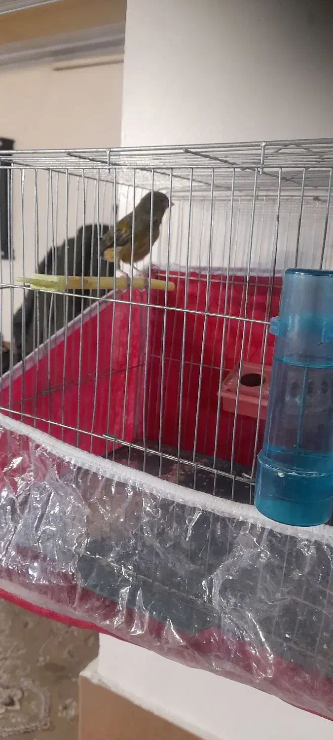 قناری نر علیخانی مست|پرنده|الوند, |دیوار