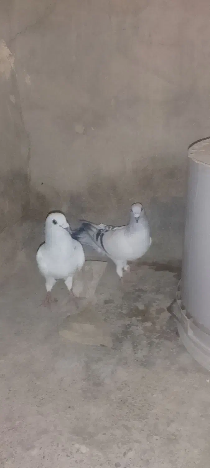 سلام دوعددکبوتر نر1000000|پرنده|کرباسک, |دیوار