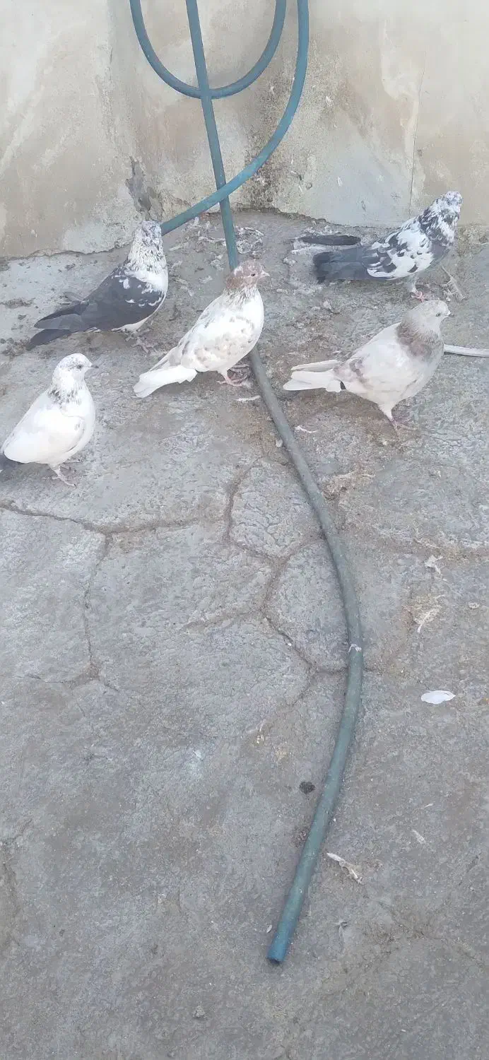 کبوتر|پرنده|آران و بیدگل, |دیوار