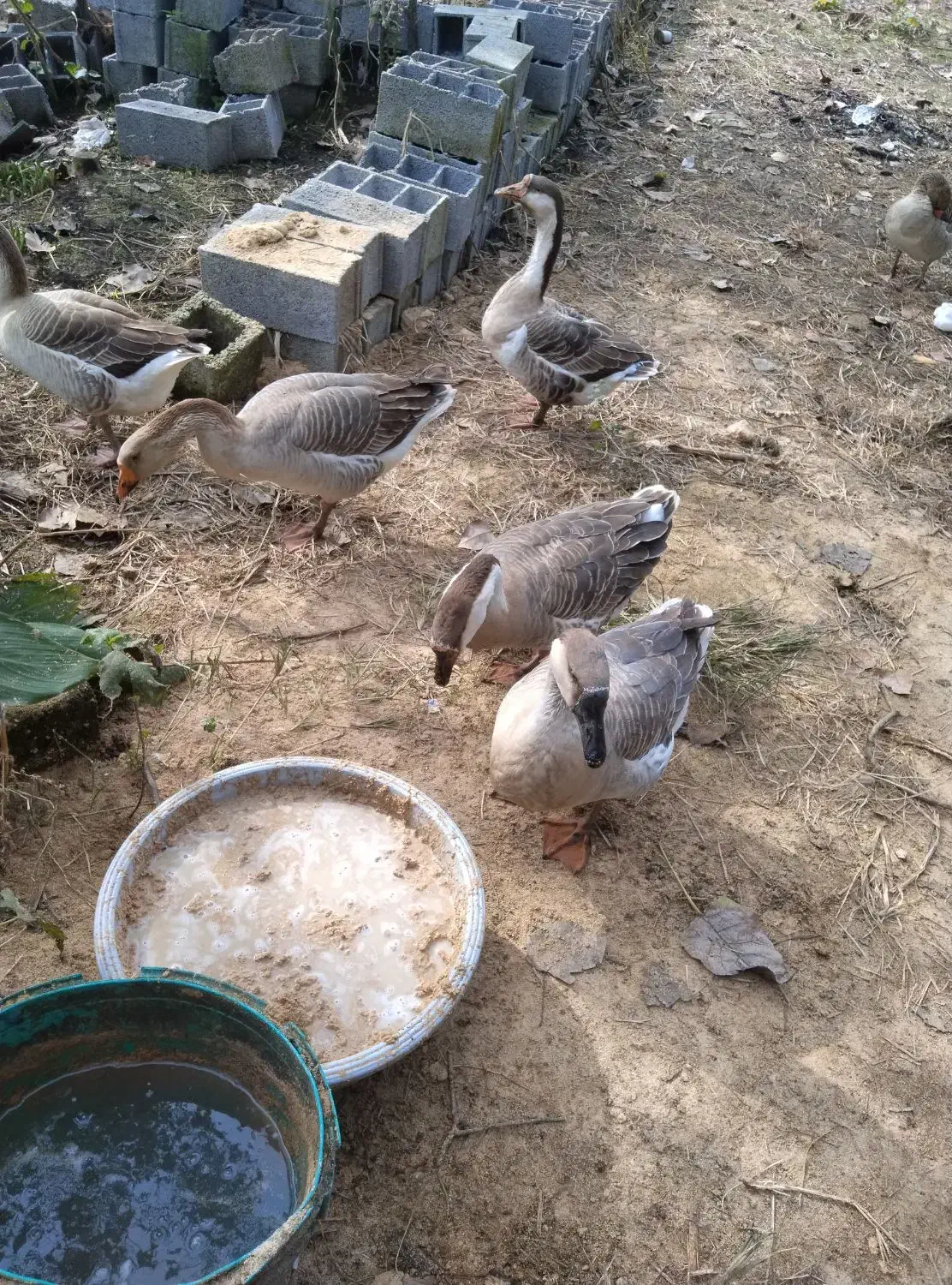 قوغاز لیندا اصیل خاکستری از بهترین نژاد|حیوانات مزرعه|سیاهکل, |دیوار