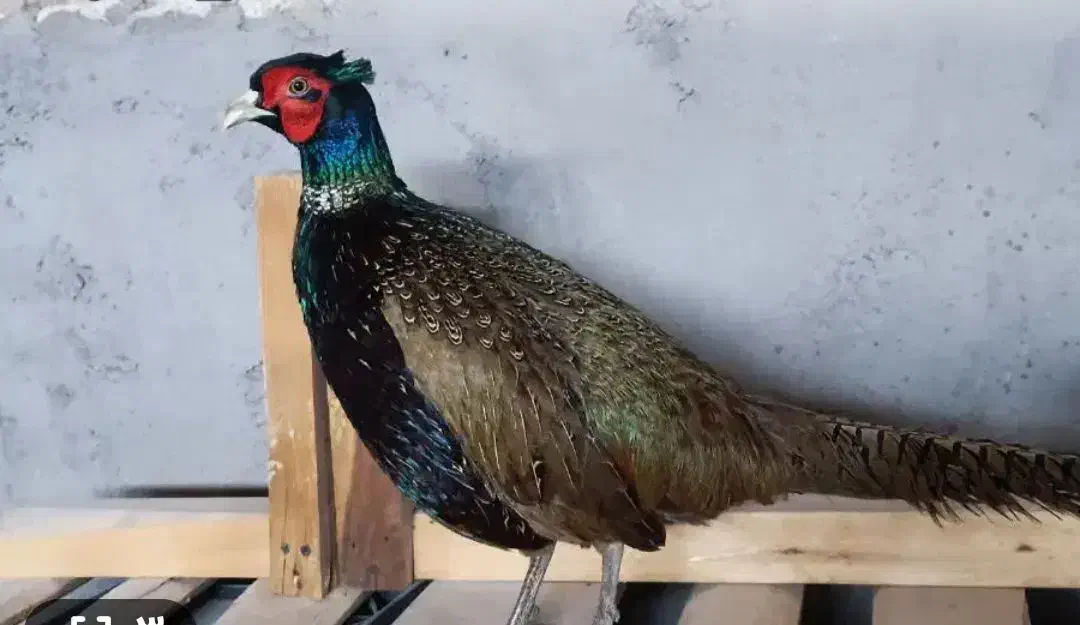 پرنده زینتی|پرنده|کرمان, |دیوار