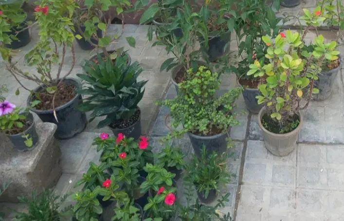 عروسک سبزها|اسباب‌بازی بچه|بندر کنگان, |دیوار