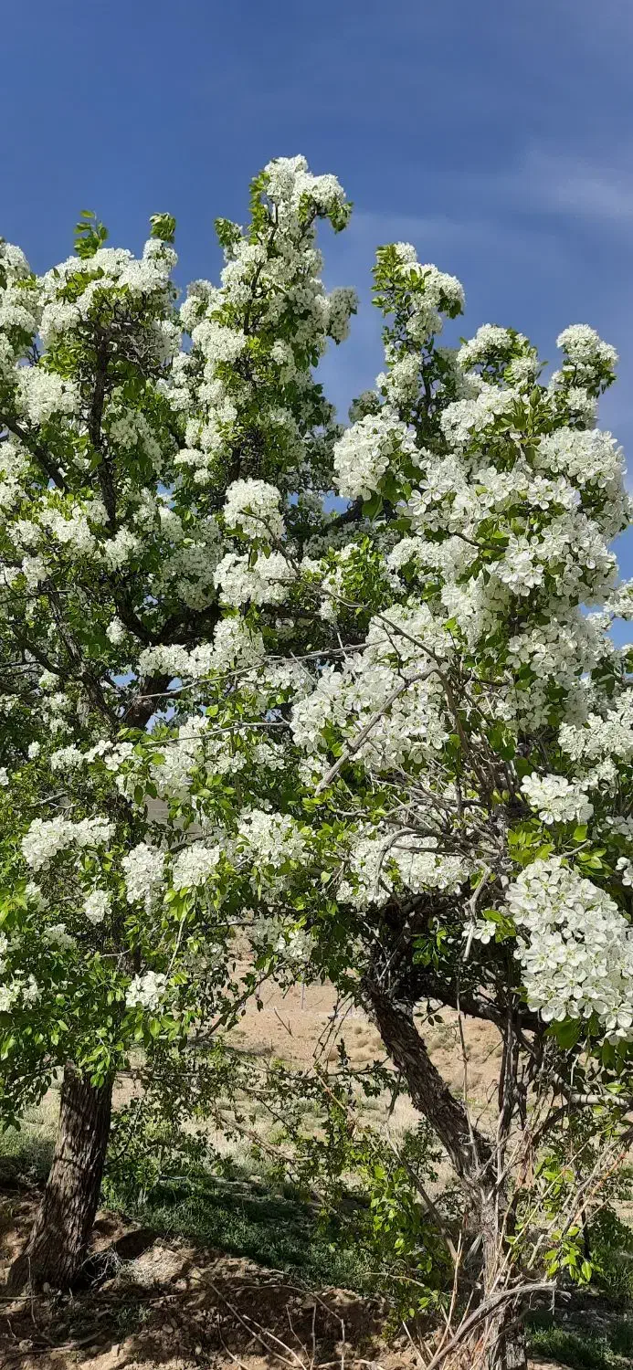باغ فروشی روستای حسن رباط میمه|فروش زمین و ملک کلنگی|میمه, |دیوار