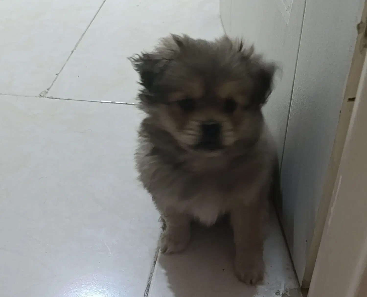 سگ پامر خرسی 2 ماهه|سگ|تهران, فلاح|دیوار