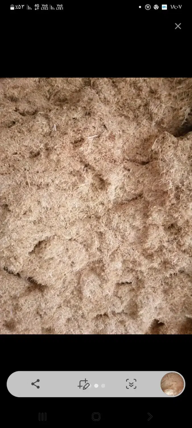 کاه گندم|لوازم جانبی حیوانات|باجگیران, |دیوار