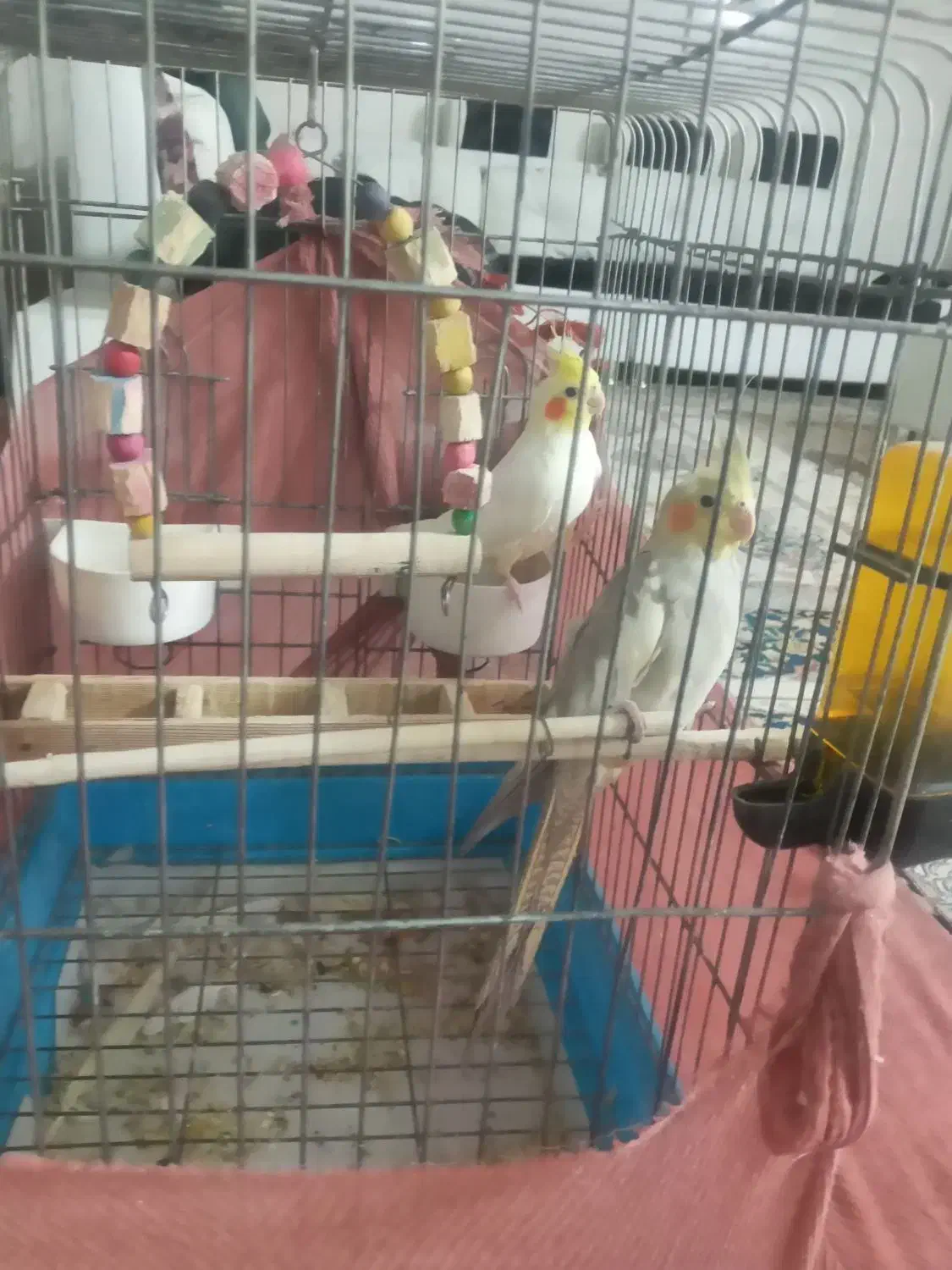 یک جفت عروس هلندی|پرنده|اشتهارد, |دیوار