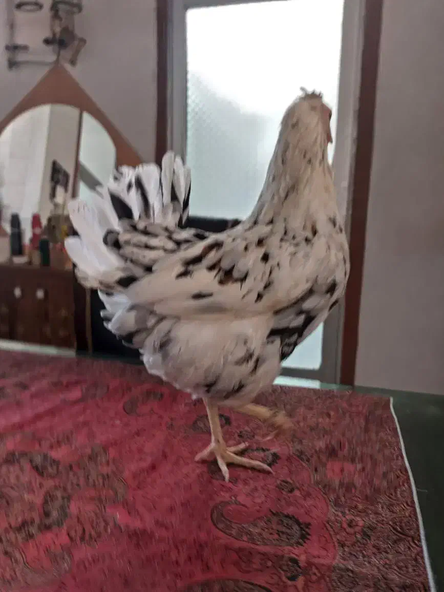 مرغ لاری، لاکندزی، گلین|حیوانات مزرعه|شاهین‌شهر, سعدی شمالی|دیوار