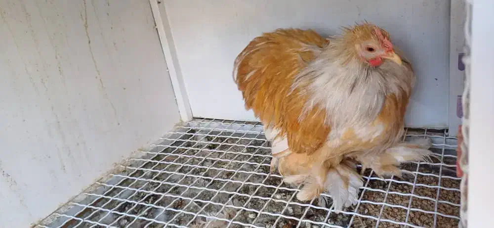 خروس کوشین رنگ لمون|حیوانات مزرعه|اردکان, |دیوار