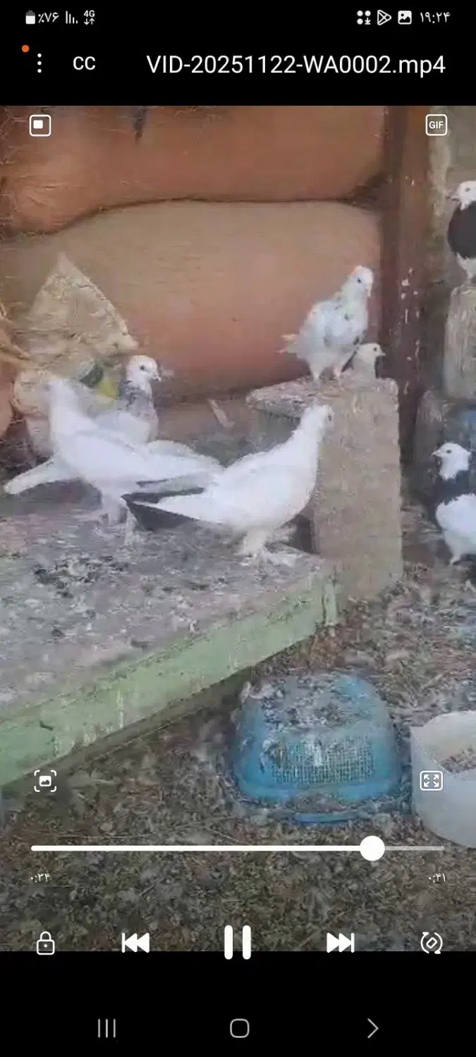 کبوتر دم سیا|پرنده|لنده, |دیوار