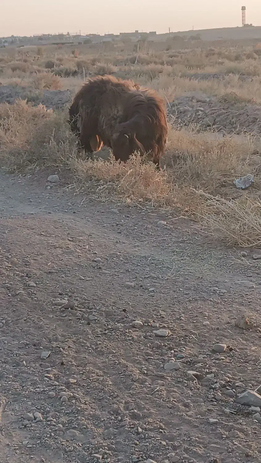 قوچ قرمز|حیوانات مزرعه|رشتخوار, |دیوار