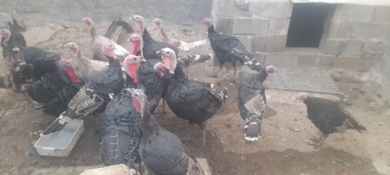 فروش بوقلمون|حیوانات مزرعه|شیراز, سعدیه شمالی|دیوار