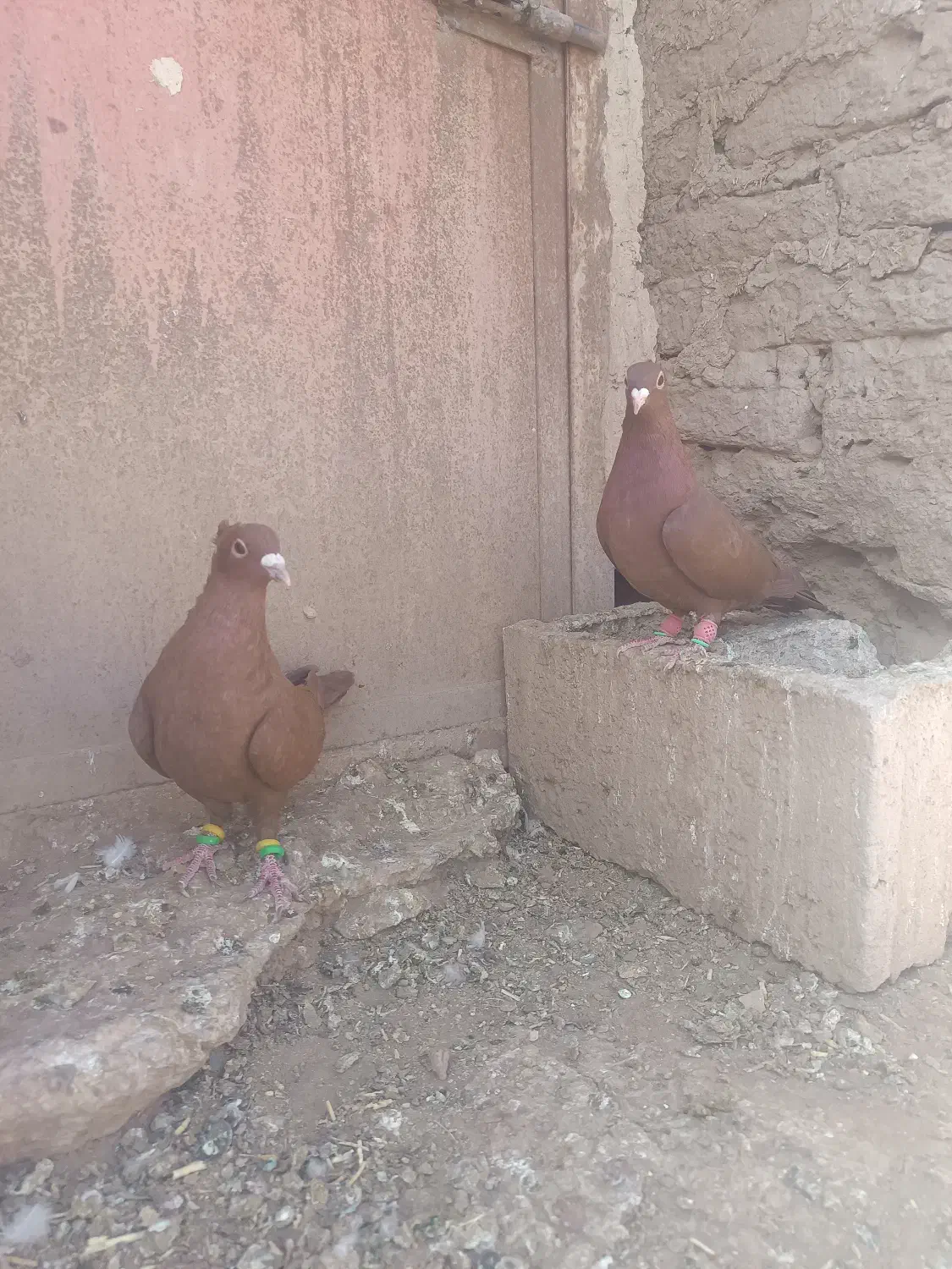 کبوتر کرمانی|پرنده|ملکآباد, |دیوار