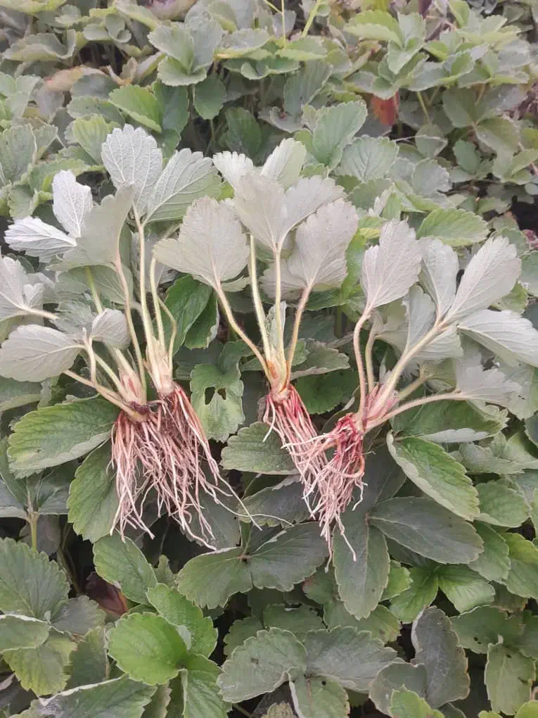 فروش بوته توت فرنگی سابرینا و کاماروس|گل و گیاه طبیعی|ماکلوان, |دیوار