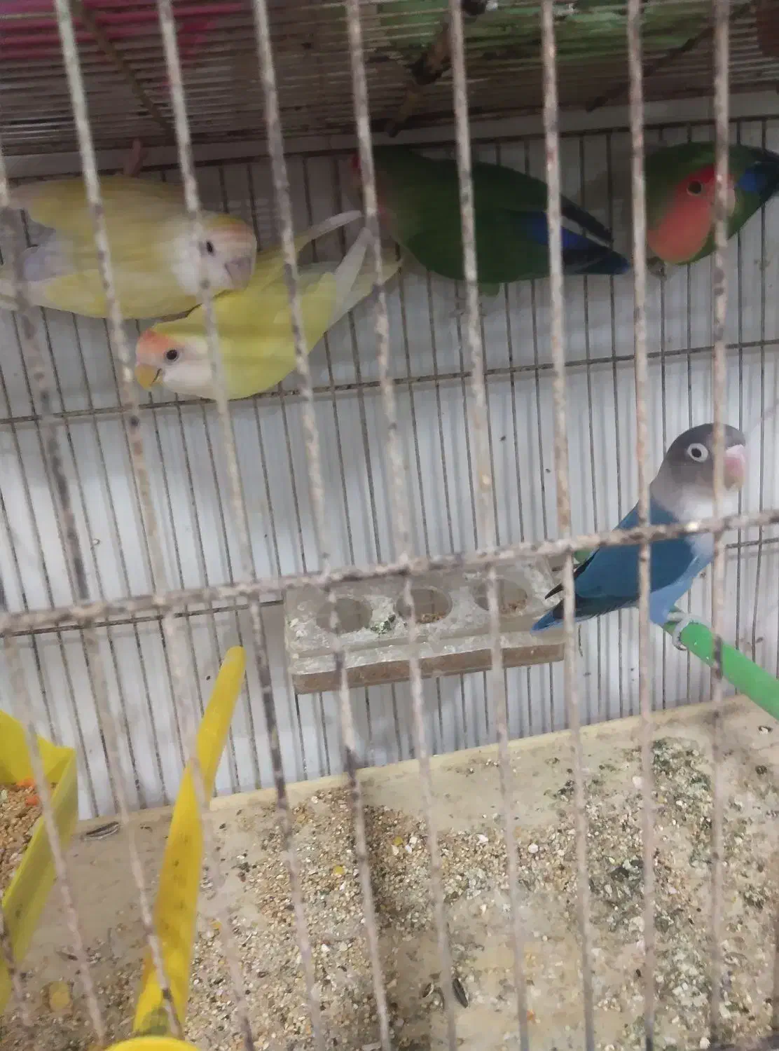 11عددکوتوله برزیلی فول فول اهلی آیهان|پرنده|خوی, |دیوار