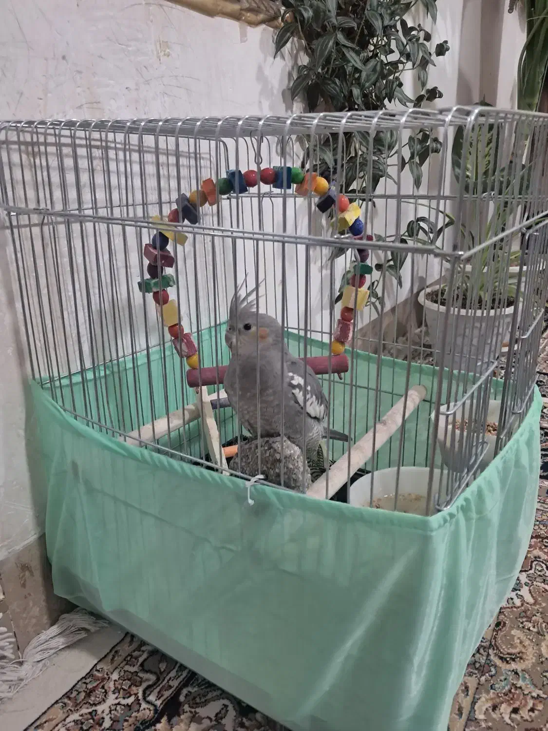 عروس هلندی سفید وخاکستزی حرف زن|پرنده|نورآباد, |دیوار