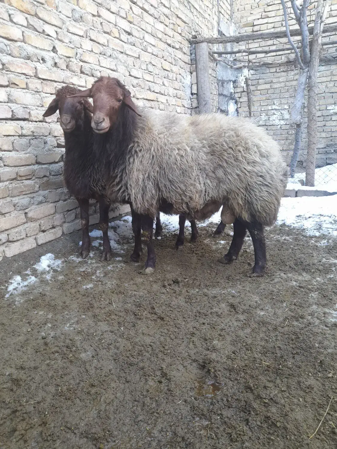 گوسفند|حیوانات مزرعه|جوکار, |دیوار