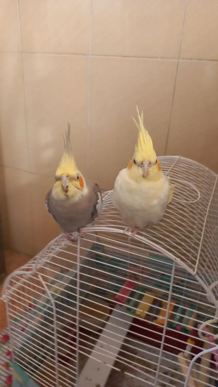 عروس هلندی نروماده|پرنده|رشت, هلال احمر|دیوار